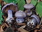 Cortinarius moenne-loccozii