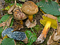 Boletus pulverulentus