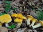 Cantharellus cibarius