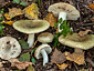 Russula aeruginea