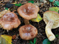 Lactarius hysginus