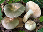 Russula pseudoaeruginea