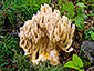 Ramaria pallida