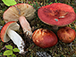 Russula paludosa