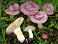 Russula cistoadelpha