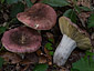 Russula seperina