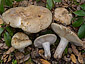 Russula ilicis