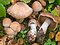 Cortinarius claroplaniusculus