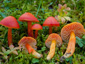 Hygrocybe splendidissima