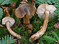 Tricholoma fucatum