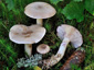 Lactarius uvidus