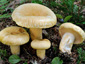 Lactarius tuomikoskii