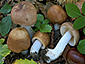 Russula cuprea