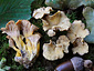 Cantharellus melanoxeros