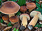 Lactifluus volemus