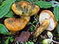 Tricholoma aurantium