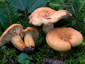 Lactifluus volemus