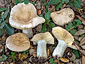 Russula rubroalba var. albrocretacea