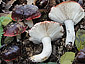 Russula atropurpurea