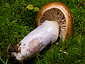 Cortinarius integerrimus