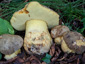 Boletus fechtneri