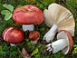 Russula paludosa