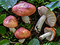 Russula emeticicolor