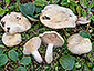 Lactarius salicis-reticulatae