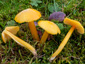 Hygrocybe chlorophana