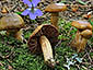 Cortinarius zinziberatus