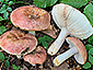 Russula melliolens