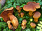 Cortinarius rubellus