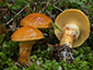 Suillus grevillei