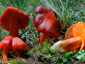 Hygrocybe punicea