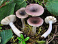 Russula alnetorum