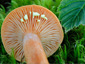 Lactarius duplicatus