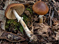 Conocybe aporos