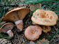 Lactarius sanguifluus