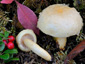 Lactarius flavopalustris