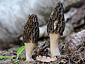 Morchella elata