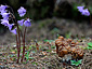 Gyromitra gigas