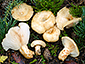 Lactarius pseudoscrobiculatus