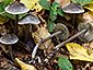 Tephrocybe rancida