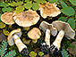 Cortinarius olidus