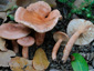 Lactarius decipiens