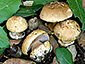 Cortinarius natalis