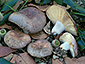 Russula ochrospora