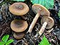 Lactarius obscuratus var. obscuratus