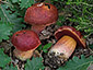 Boletus dupainii