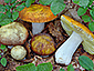 Russula aurea